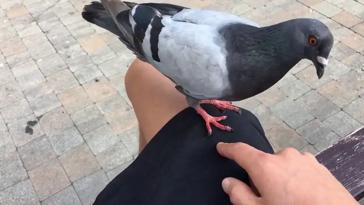 Jak wytresować gołębia: sprawdzone metody, które naprawdę działają
