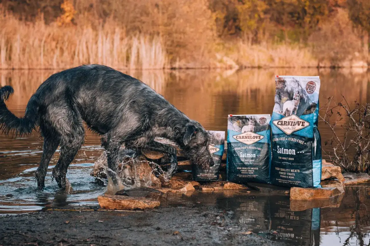 Jak bezpiecznie zmienić dotychczasową karmę dla psa?