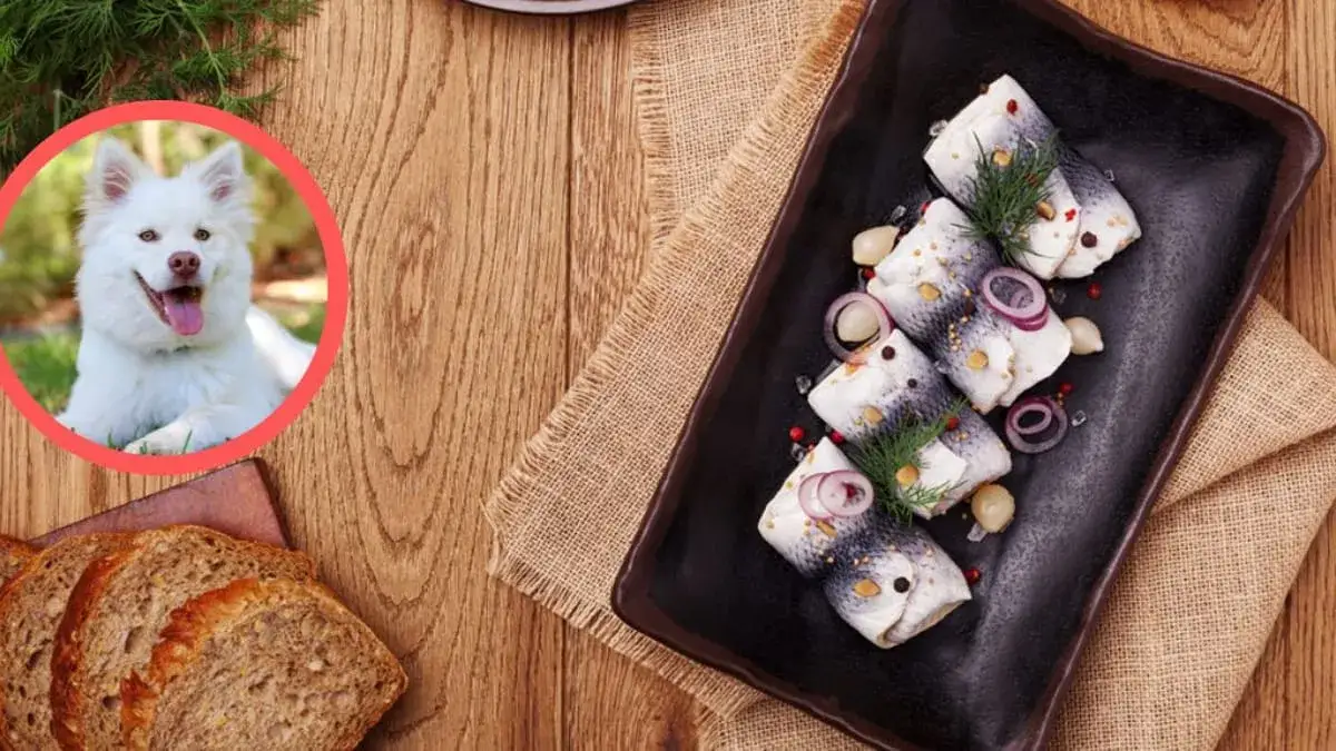 Czy pies może jeść śledzie w occie? Dowiedz się, dlaczego to niebezpieczne.