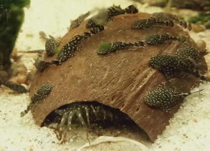 Co jedzą glonojady w akwarium? Odkryj, jak je prawidłowo karmić