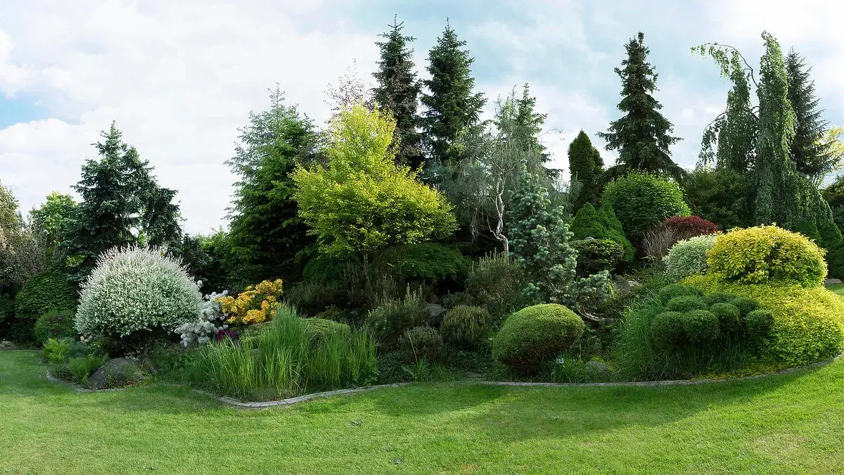 Jakie iglaki do ogrodu wybrać? Najlepsze gatunki i porady