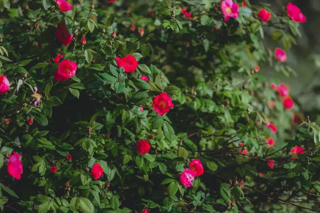 Róża pomarszczona: jak sadzić żywopłot, aby uniknąć błędów