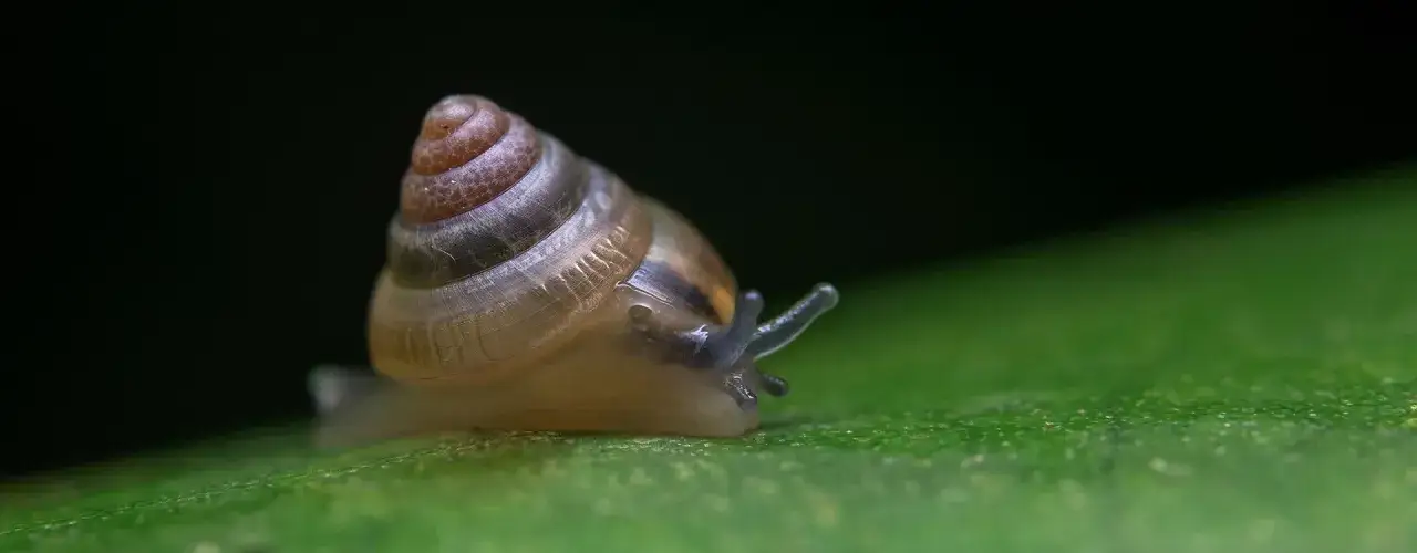 Skąd ślimaki w akwarium? Oto zaskakujące źródła ich obecności