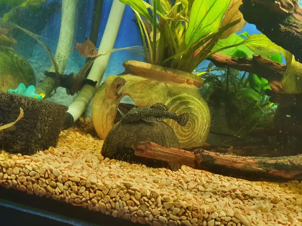 Czym karmić glonojada, aby uniknąć problemów zdrowotnych?