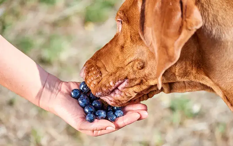 Czy pies może jeść borówki amerykańskie? Bezpieczne owoce dla twojego psa