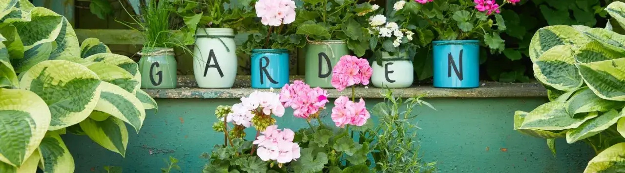 Do kiedy pelargonie na balkonie? Uniknij przymrozków i ciesz się kwitnieniem