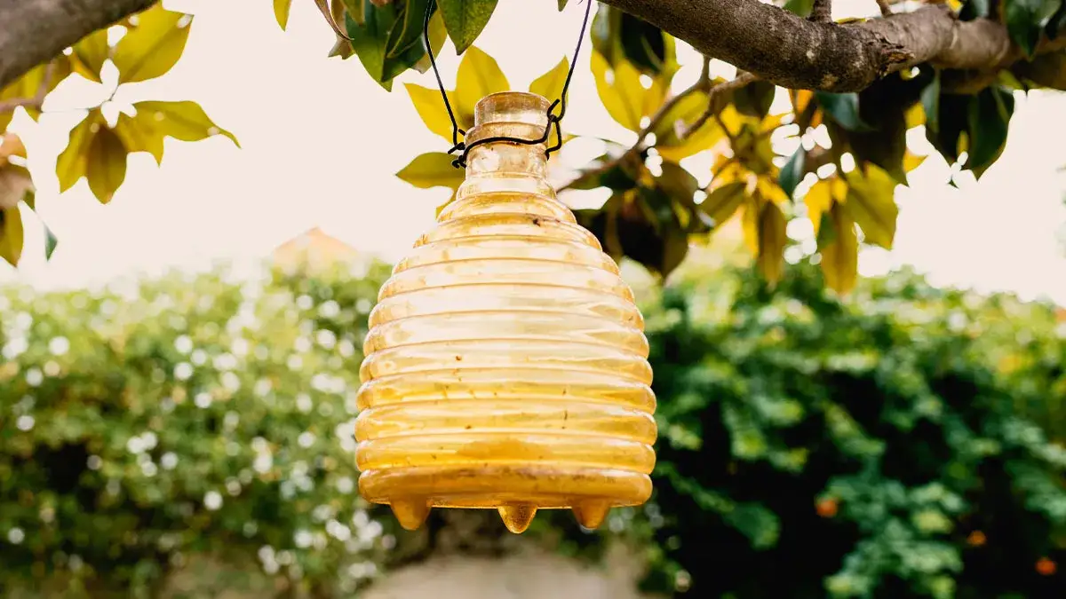 Skuteczne sposoby na osy na tarasie, które naprawdę działają