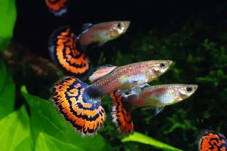 Jak szybko rosną gupiki? Odkryj sekrety ich wzrostu i dojrzałości