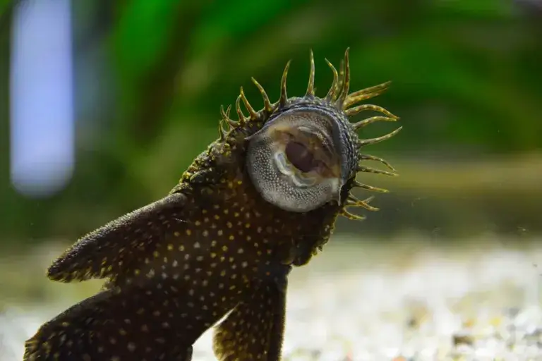 Jak długo żyją glonojady? Odkryj sekrety ich długowieczności