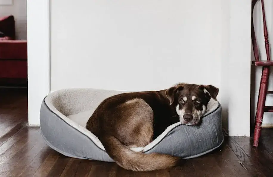 Czy warto wybrać legowisko dla psa firmy Fluffy Place?
