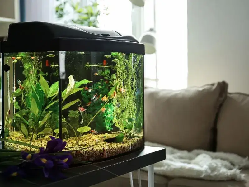 Jakie rybki mogą być razem w akwarium? Uniknij konfliktów w zbiorniku