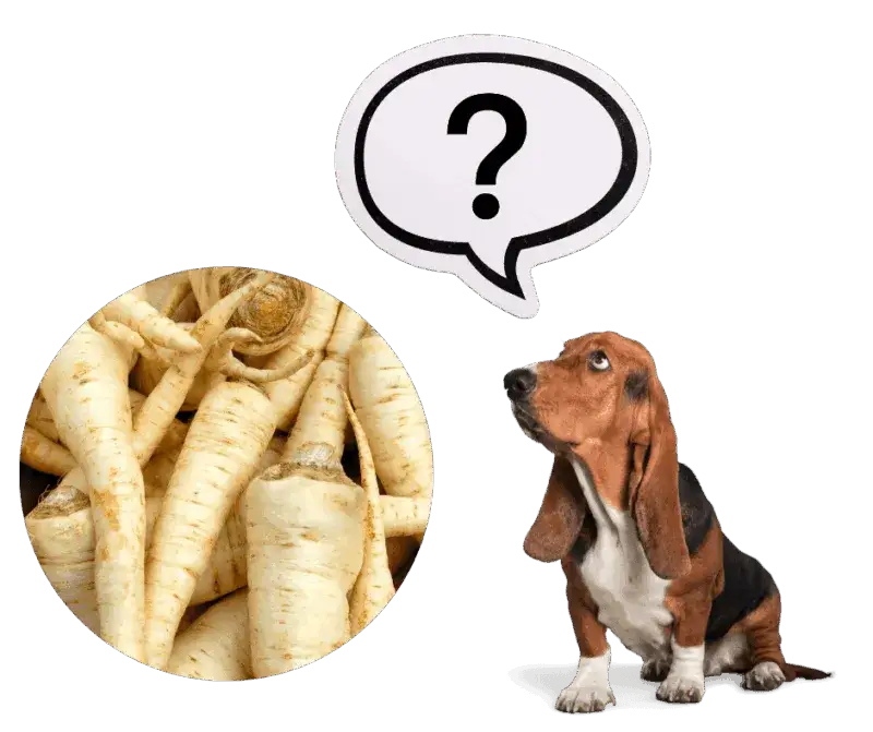 Czy pies może jeść korzeń pietruszki? Bezpieczeństwo i korzyści zdrowotne