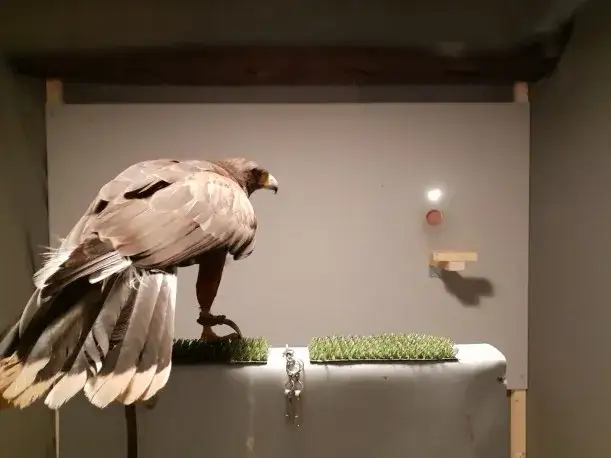 Taki że ma wzrok jak sokół to cechy i znaczenie bystrego widzenia