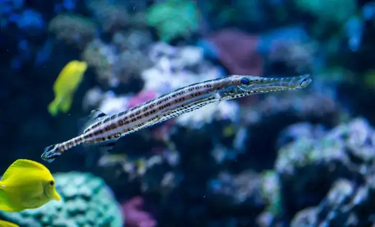 Największe oceanarium nad morzem: co warto wiedzieć o Gdyni i Gdańsku