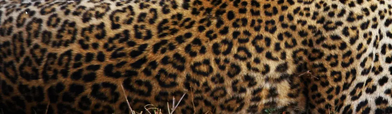 Zoo Gdańsk - dowiedz się, czy możesz wejść z psem i uniknąć rozczarowania