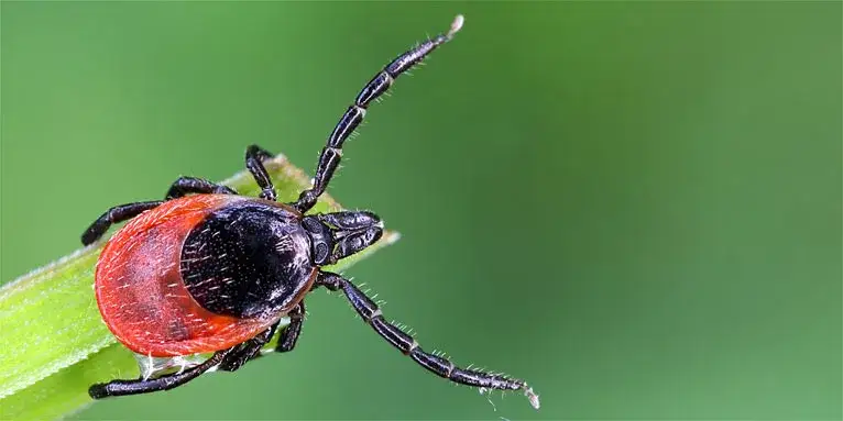 Wann sterben Zecken im Winter? Die Wahrheit über ihre Aktivität