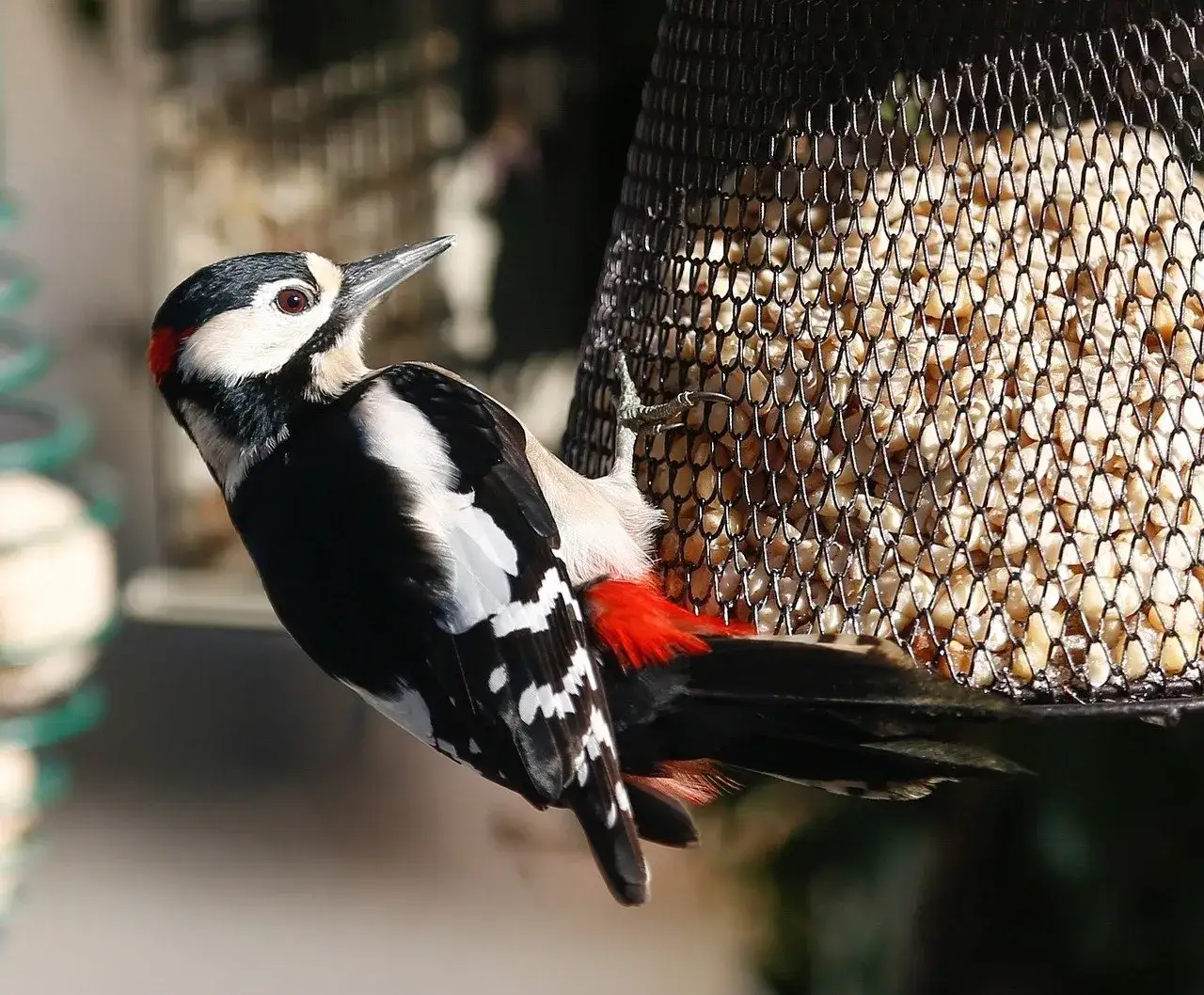 Czym żywią się dzięcioły? Odkryj ich zaskakującą dietę!