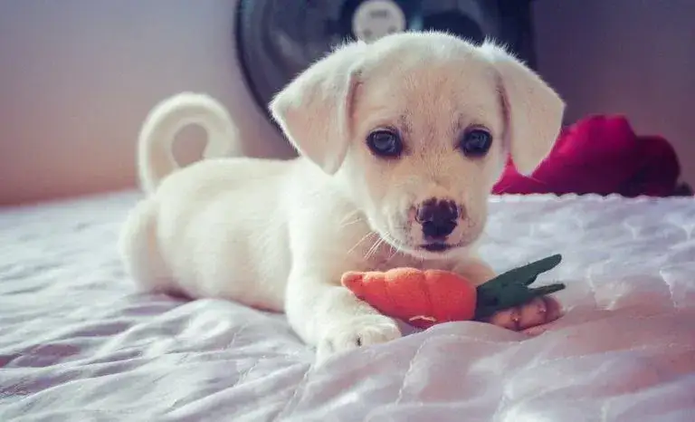 Szczeniak kiedy pierwszy spacer - kluczowe informacje dla właścicieli