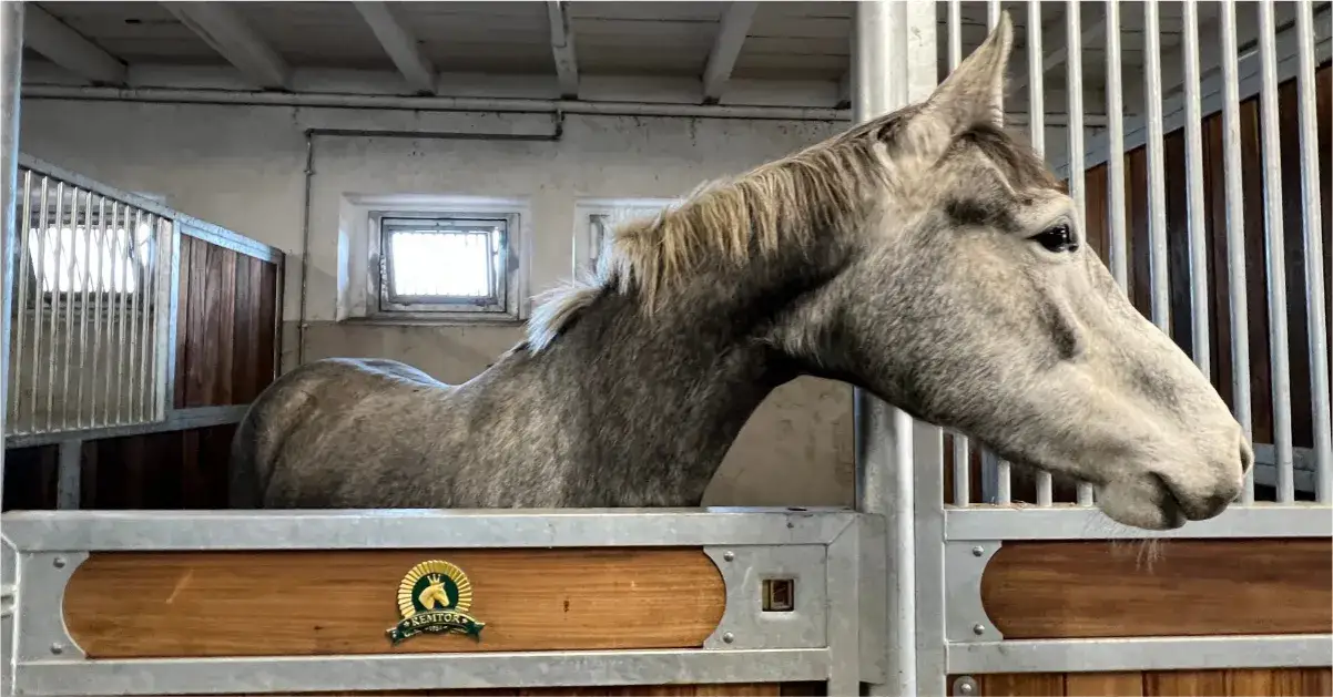 Stadnina koni koło Poznania - najlepsze miejsca na jazdę konną