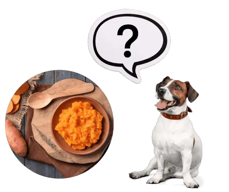 Czy pies może jeść bataty i co powinieneś wiedzieć o ich diecie