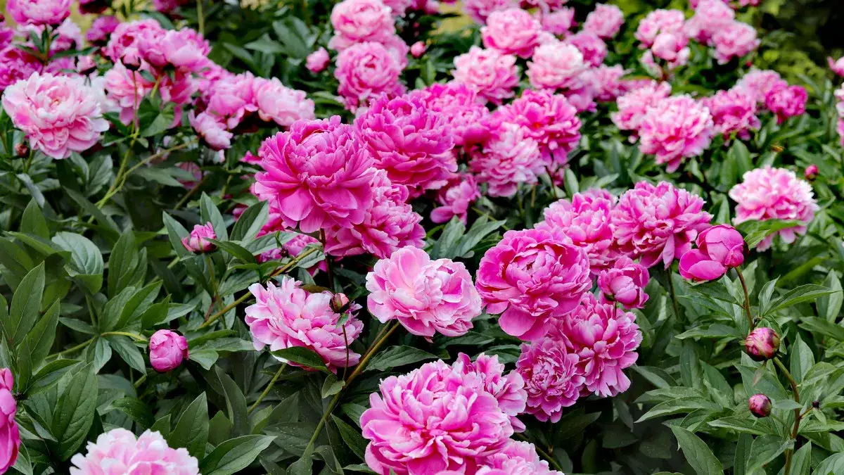 Kiedy przesadzać piwonie w ogrodzie: 5 skutecznych wskazówek eksperta