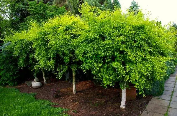 Jaką brzozę wybrać do ogrodu: przegląd najpiękniejszych gatunków 2025