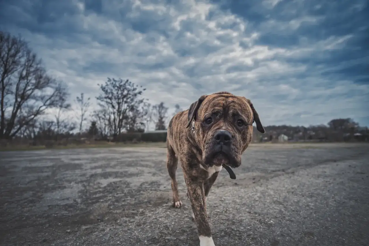 Ile kosztuje doba w hotelu dla psa? Ceny i tajemnice, które musisz znać