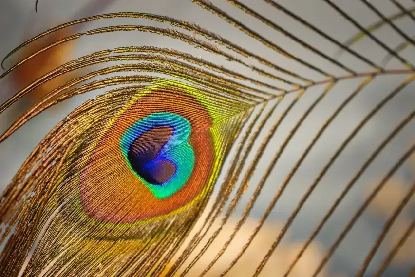 Czy pawie pióra naprawdę przynoszą szczęście? Symbolika i praktyczne zastosowania