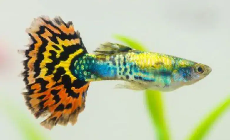 Ile kosztuje gupik? Sprawdź ceny i uniknij niepotrzebnych wydatków