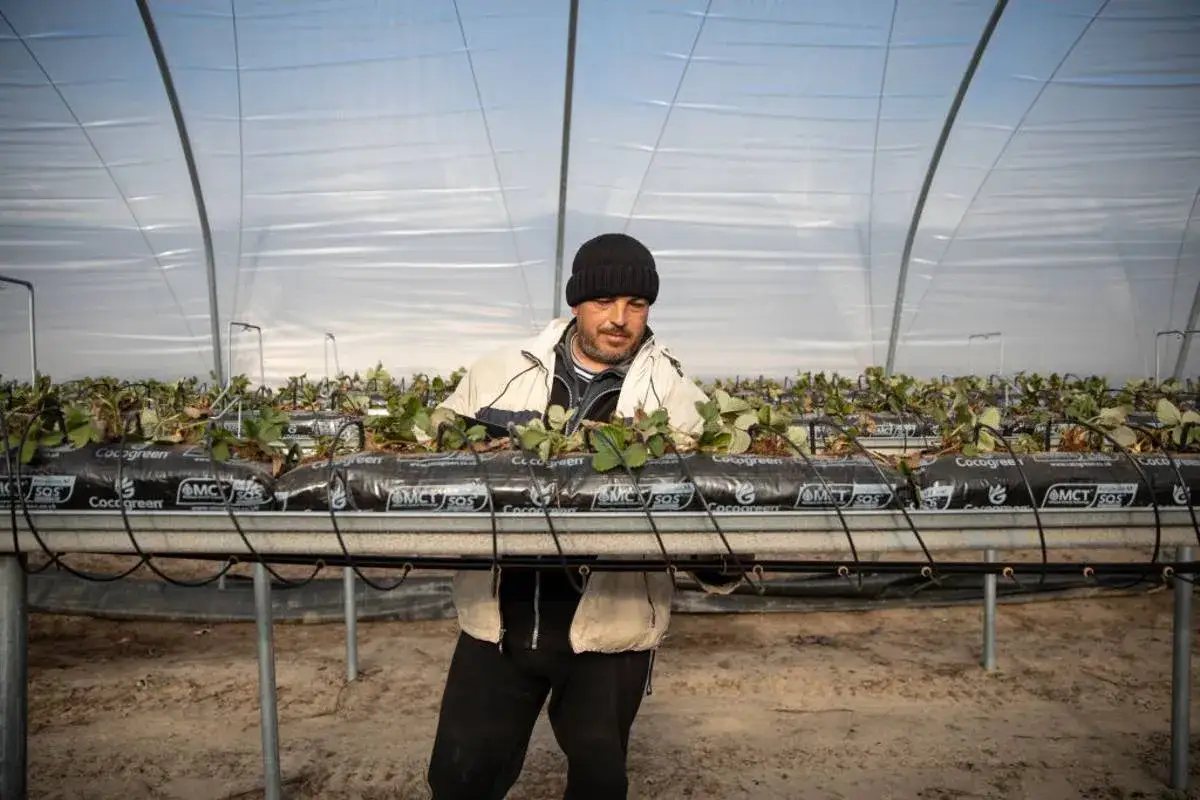 Ile można zarobić na zbiorach w Niemczech? Zaskakujące kwoty i realia pracy