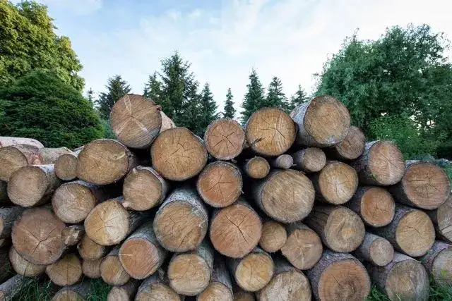 Handel drewnem opałowym: Jakie PKD wybrać, by uniknąć błędów?