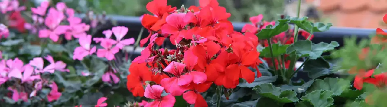 Jakie kwiaty na balkony - wybierz rośliny, które zachwycą każdego