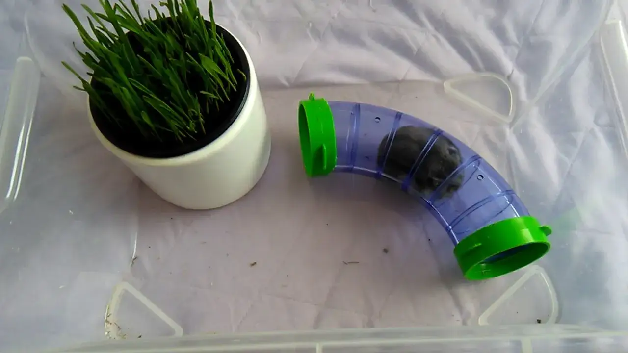 Jak wytresować chomika: skuteczne metody i najczęstsze błędy