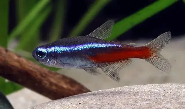 Neonki z jakimi rybami – najlepsze towarzystwo dla twojego akwarium