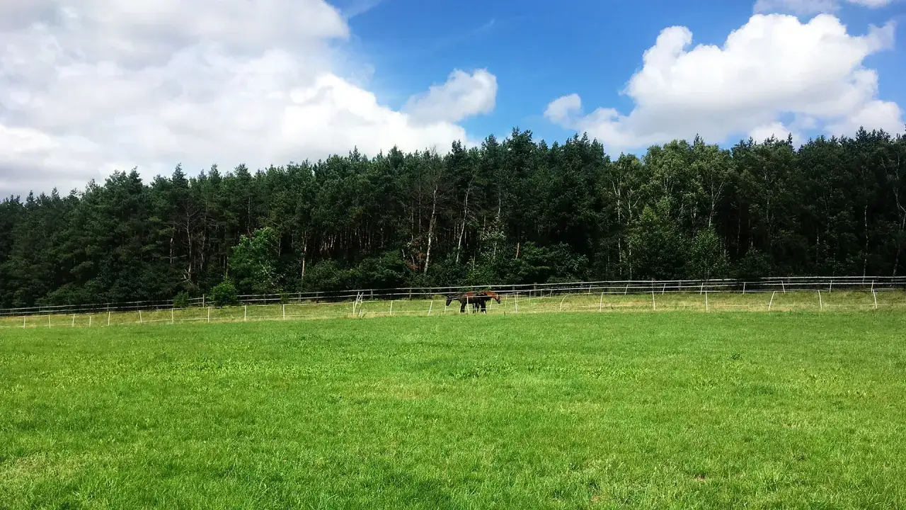 Najlepsze stadniny koni w Łodzi - znajdź idealne miejsce dla siebie
