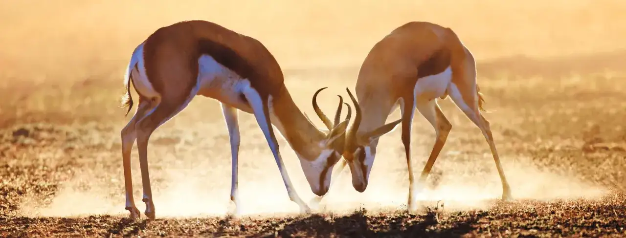 RPA kiedy jechać? Najlepszy czas na safari i wakacje w Afryce