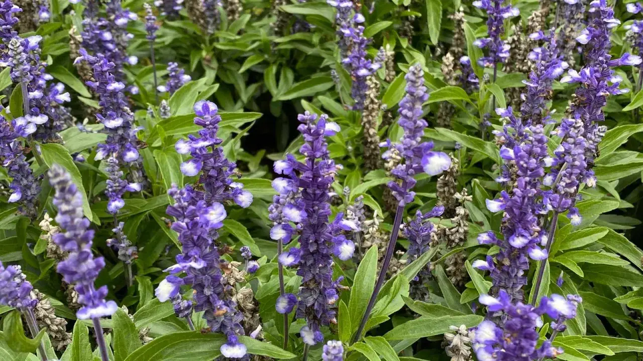 Jakie kwiaty wieloletnie do donic na taras? Oto najlepsze propozycje