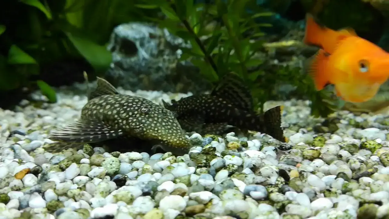 Jak rozmnożyć glonojady w akwarium: proste kroki do sukcesu