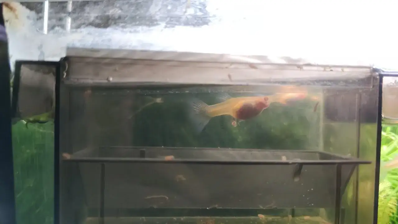 Poród gupika objawy: jak rozpoznać, że gupik jest w ciąży