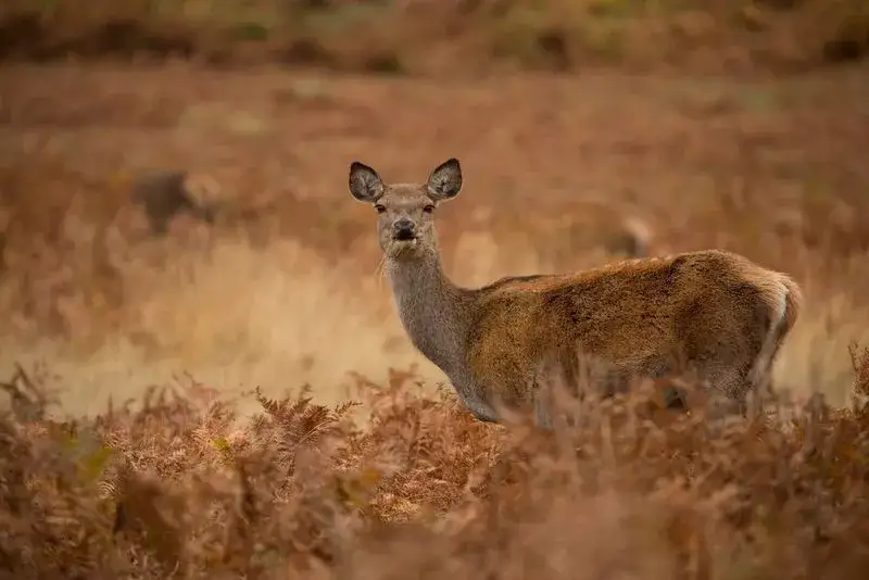 Jaki obiektyw z dużym zoomem wybrać, by nie przepłacać?