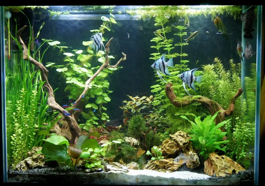 Jak urządzić akwarium dla skalarów: unikaj najczęstszych błędów