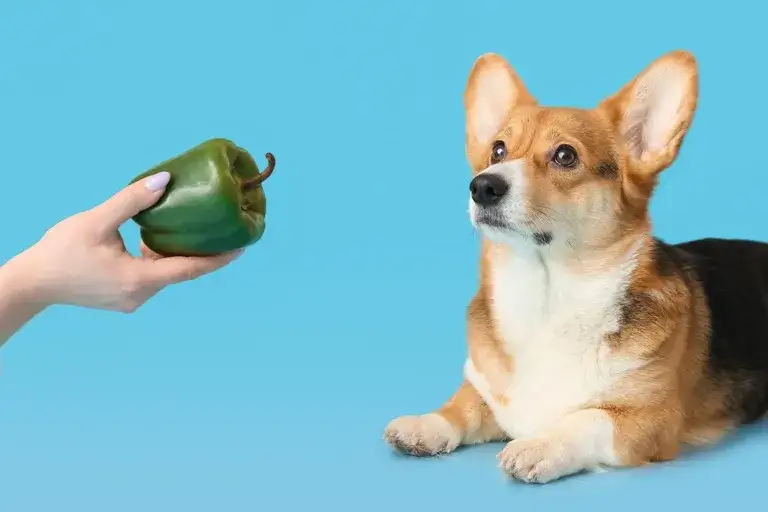 Czy pies może jeść paprykę? Poznaj prawdę i zasady bezpiecznego karmienia