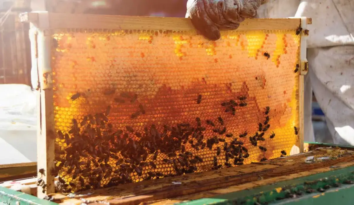 Ile miodu produkuje jedna pszczoła? Zaskakujące fakty o pszczołach