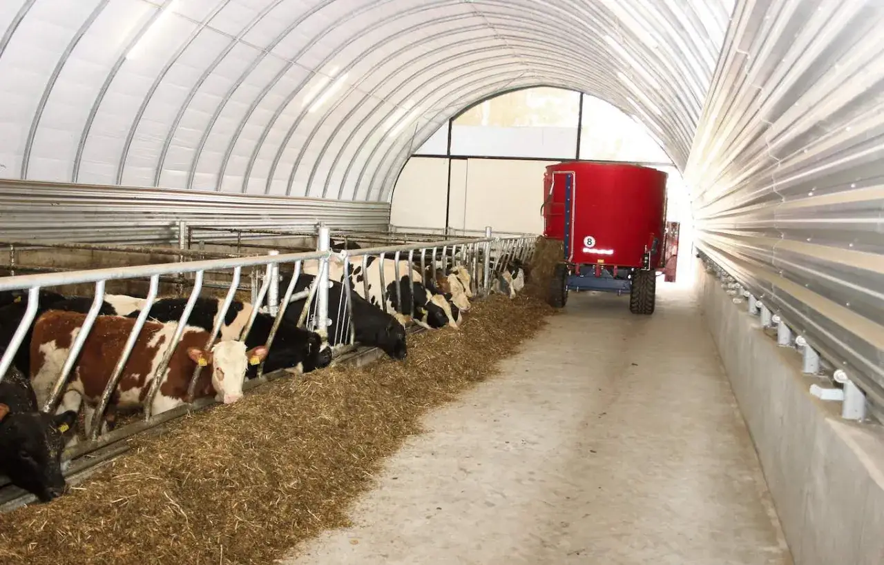 Ile kosztuje budowa obory na 50 krów? Niezbędne informacje i koszty
