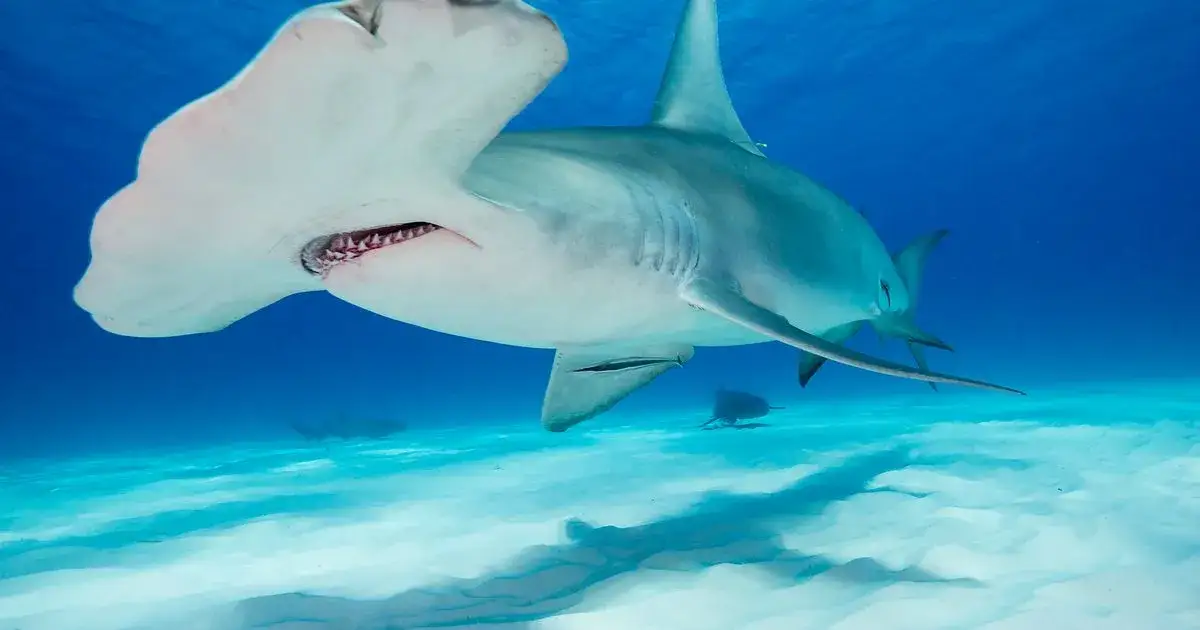 Jak rozmnażają się rekiny? Odkryj fascynujące metody ich rozmnażania