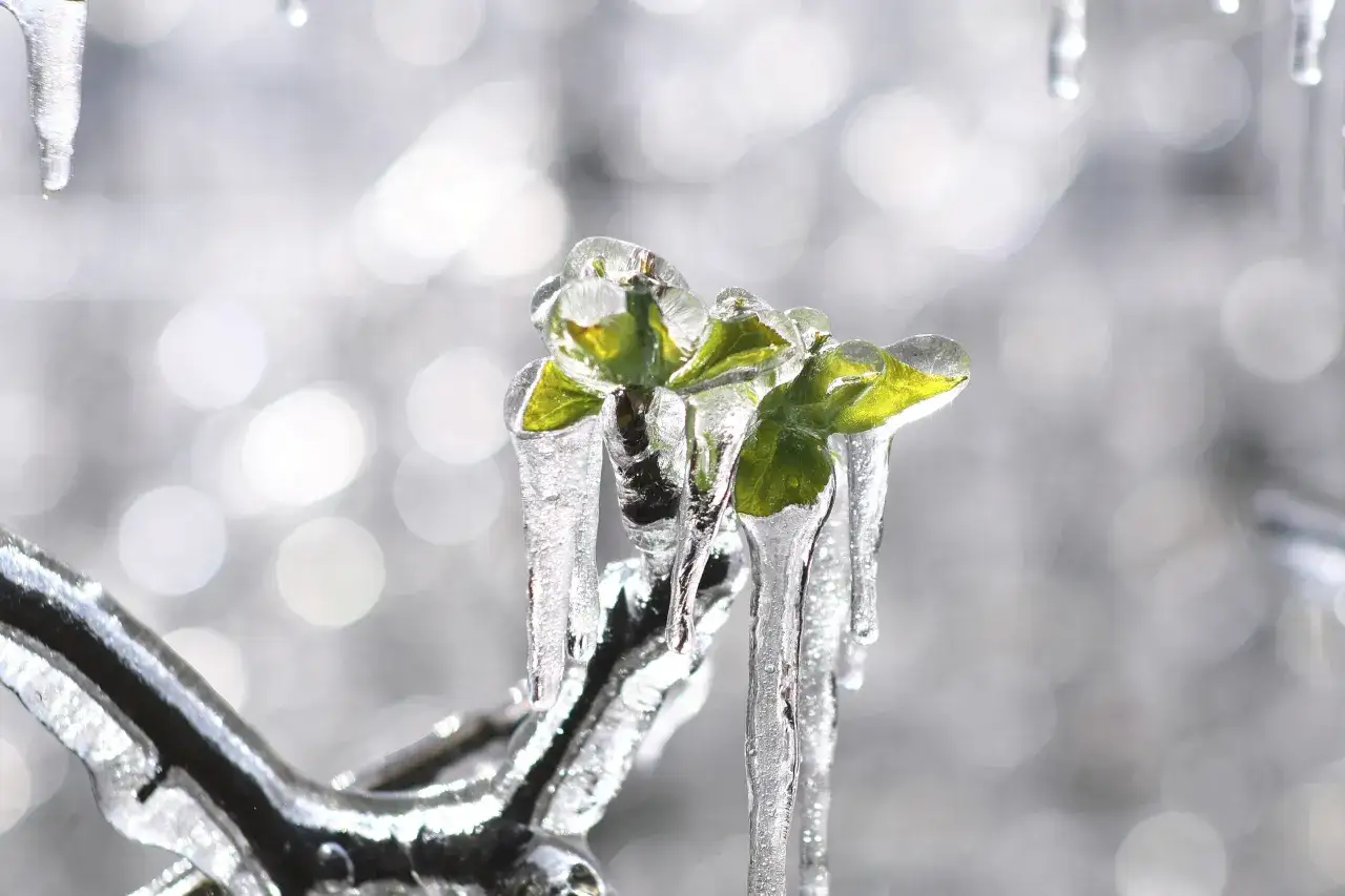 Młode pąki drzew owocowych pokryte lodem. Takie zimowe niespodzianki mogą wpłynąć na aktualności sadownicze.