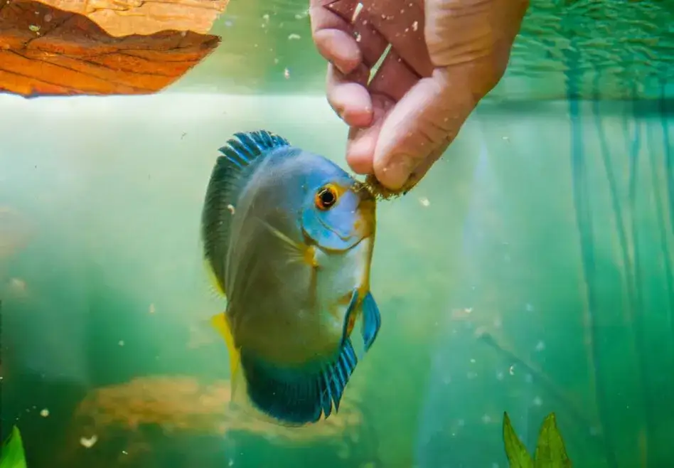 Ile razy karmić rybki? Akwarysta radzi: unikaj błędów!