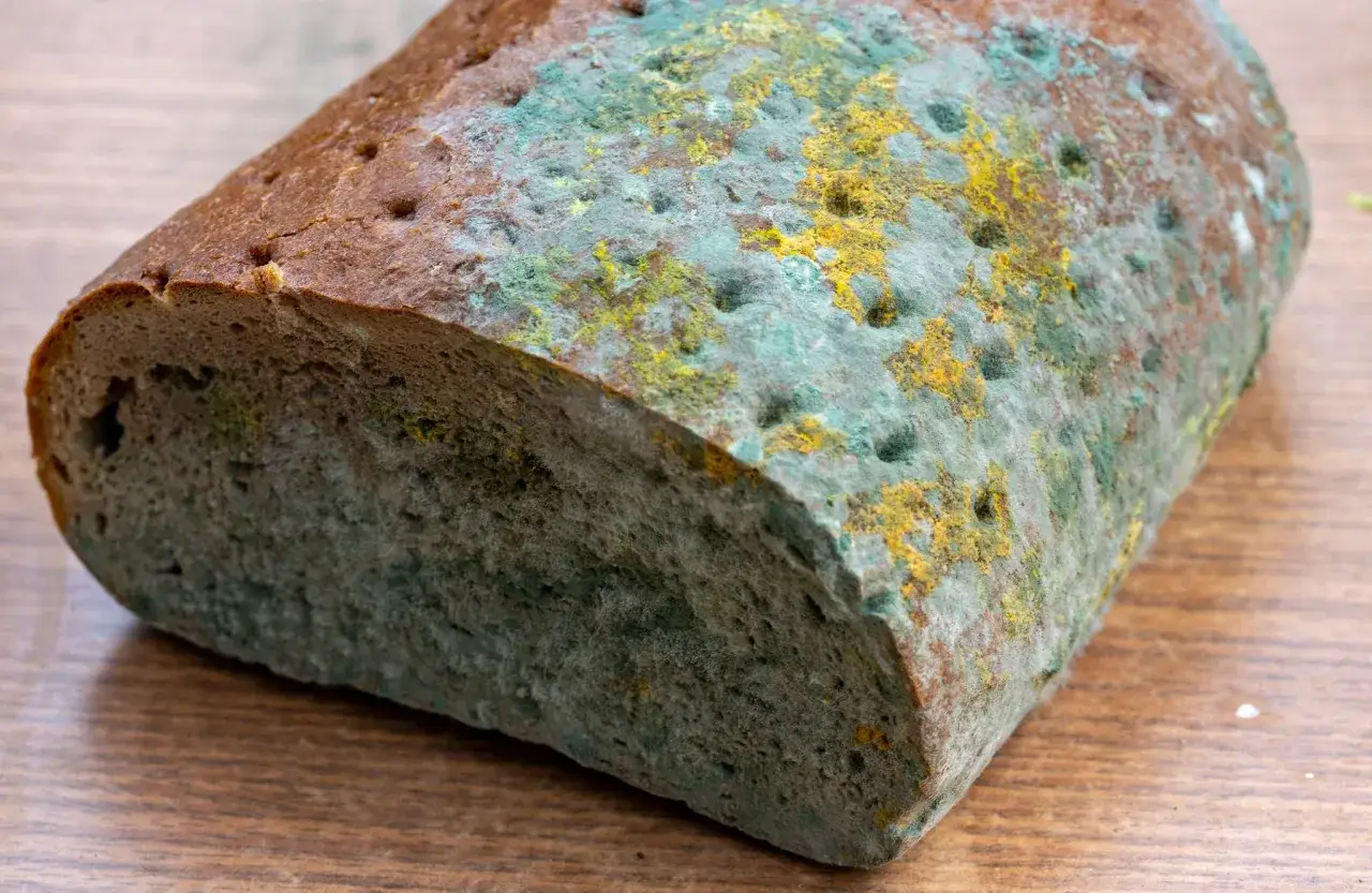 Gdzie wyrzucić chleb, aby uniknąć zanieczyszczenia odpadów?