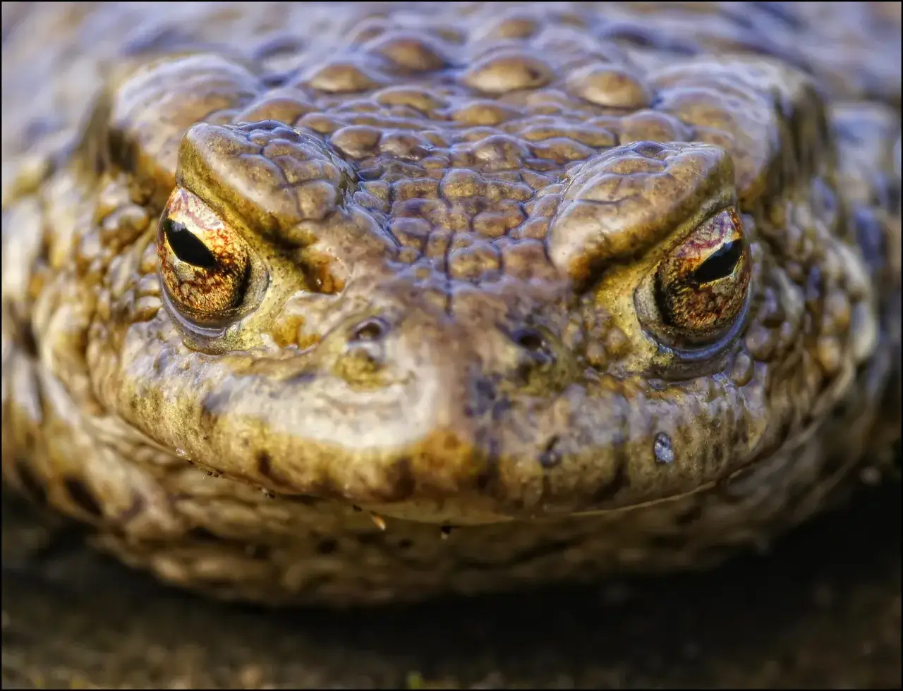 Czy jad ropuchy jest trujący dla psa? Objawy i zagrożenia, które musisz znać