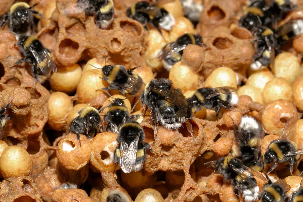 Jak rozmnażają się trzmiele? Odkryj tajemnice ich cyklu życia